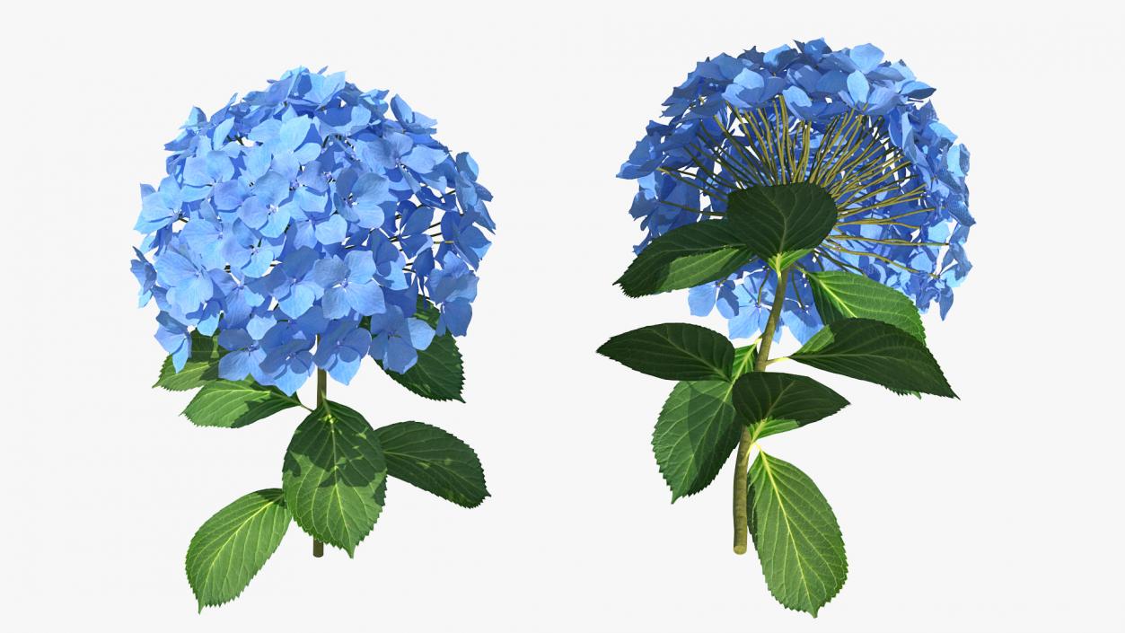 Branch of Hydrangea Macrophylla Nikko Blue 3D