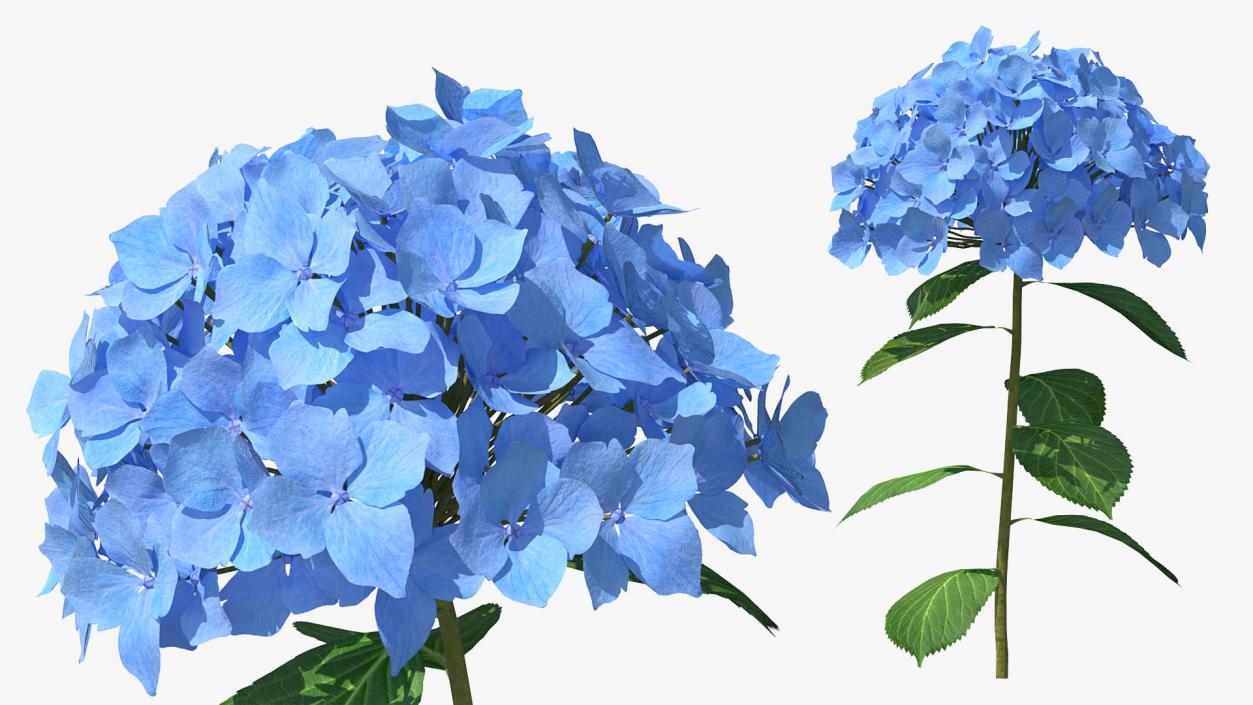 Branch of Hydrangea Macrophylla Nikko Blue 3D