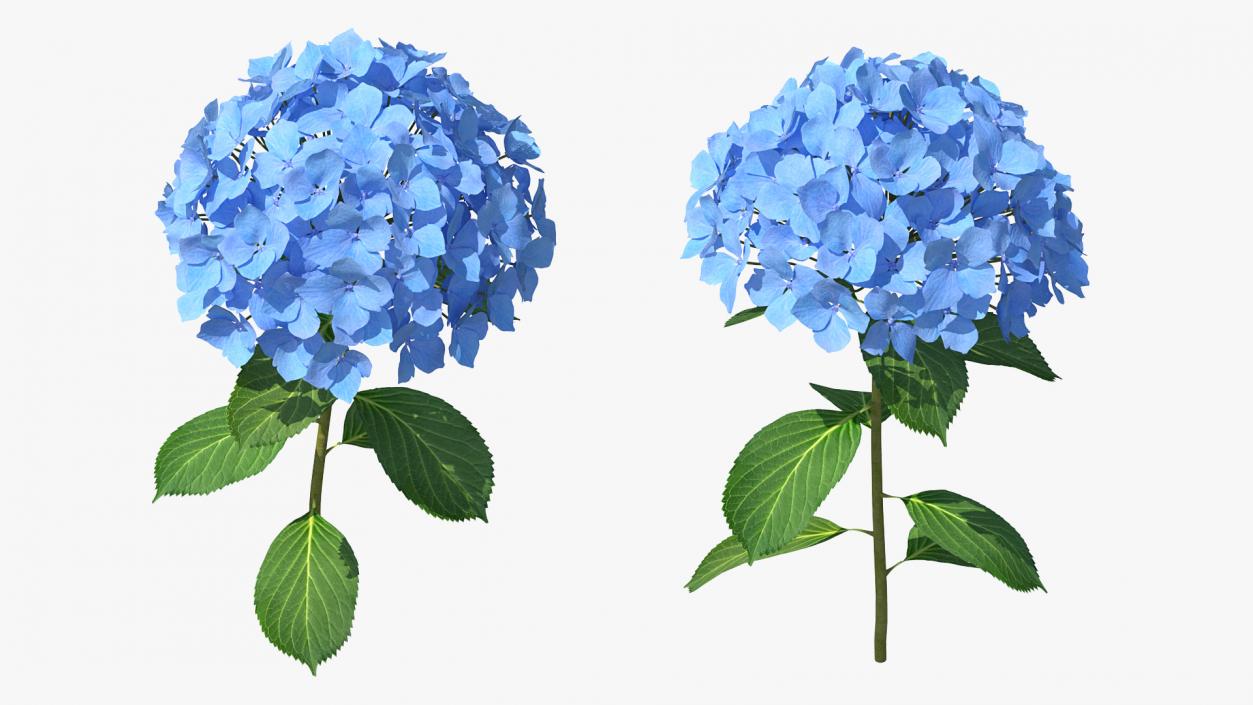 Branch of Hydrangea Macrophylla Nikko Blue 3D