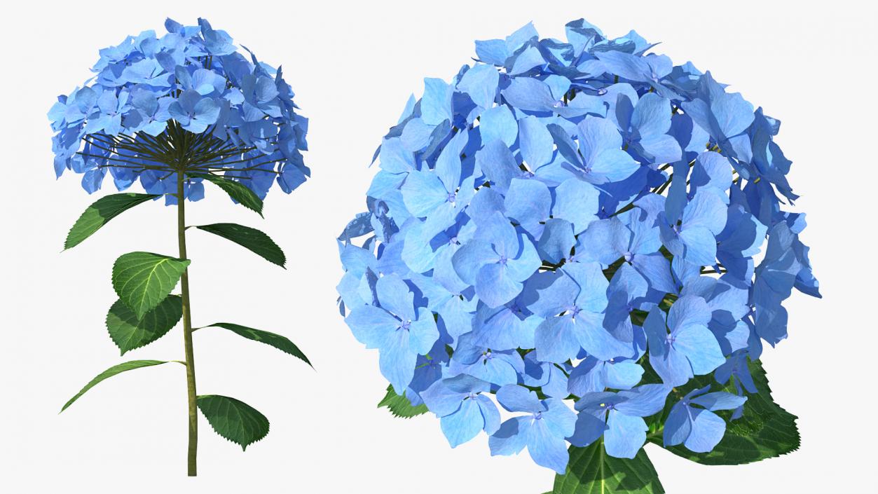 Branch of Hydrangea Macrophylla Nikko Blue 3D