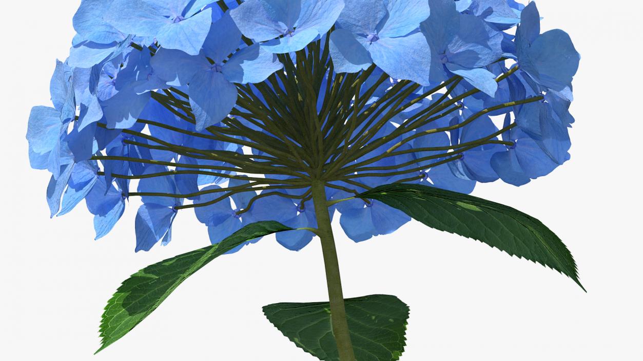 Branch of Hydrangea Macrophylla Nikko Blue 3D