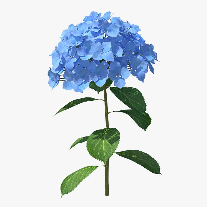 Branch of Hydrangea Macrophylla Nikko Blue 3D