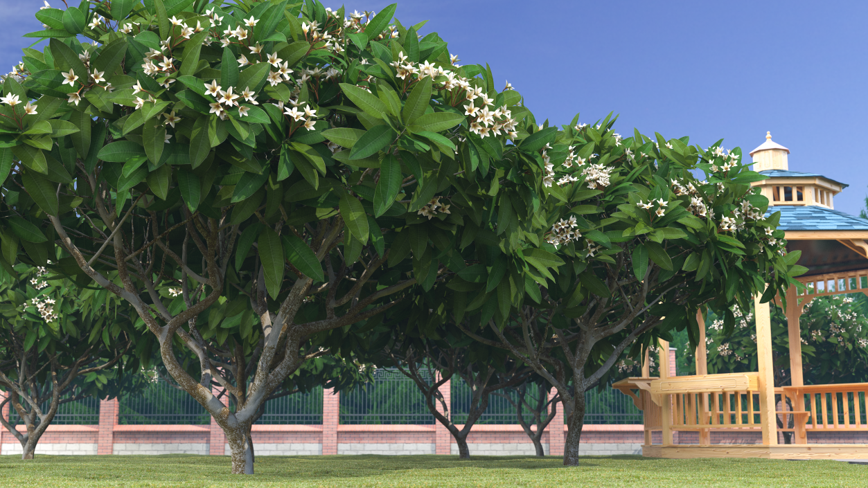 3D Plumeria Frangipani Tree White Flowers model