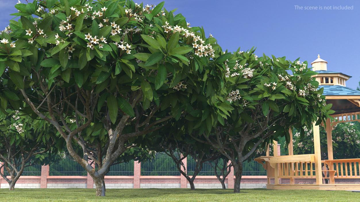 3D Plumeria Frangipani Tree White Flowers model