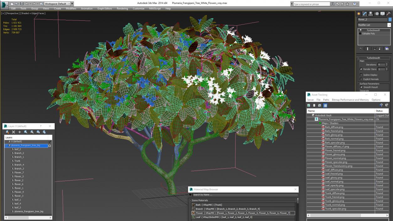 3D Plumeria Frangipani Tree White Flowers model