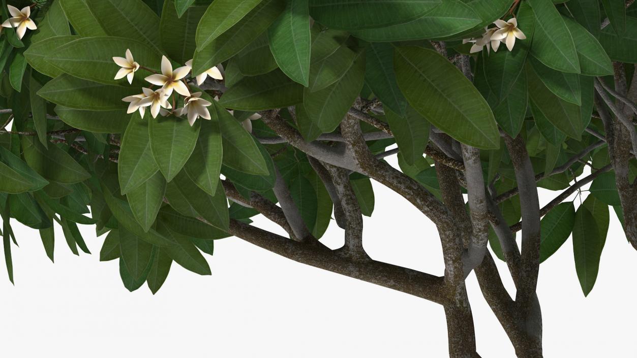 3D Plumeria Frangipani Tree White Flowers model