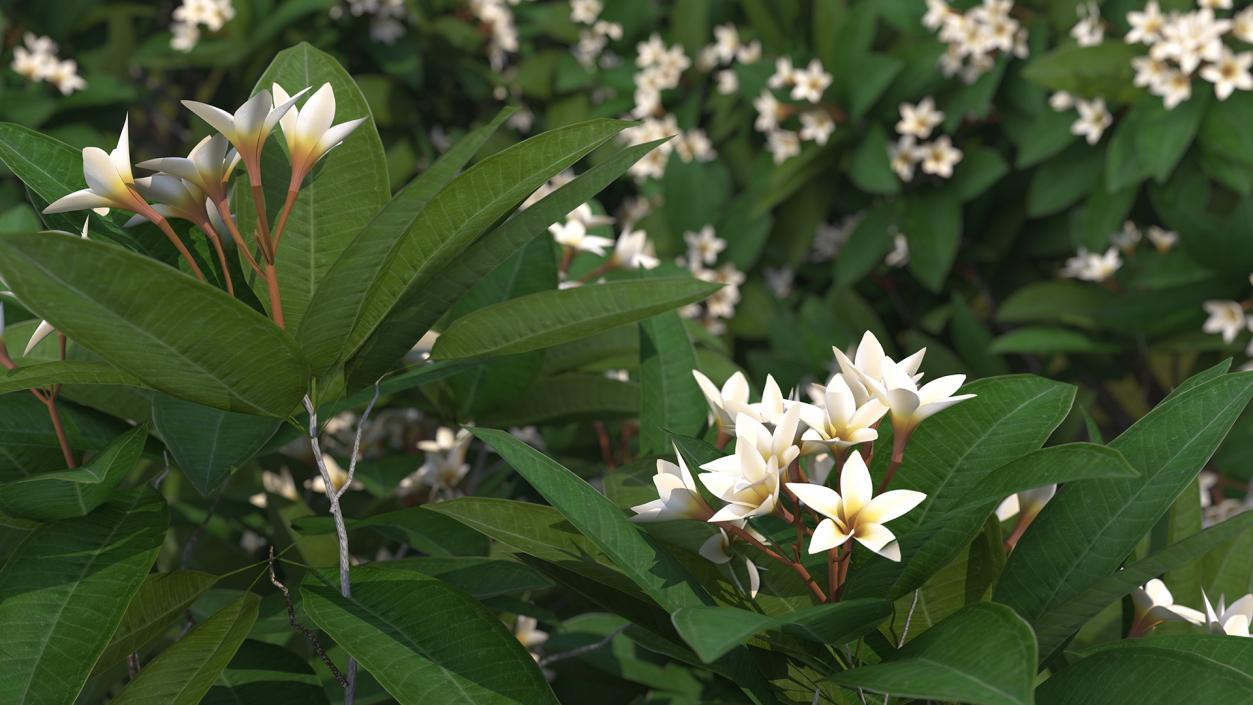 3D Plumeria Frangipani Tree White Flowers model