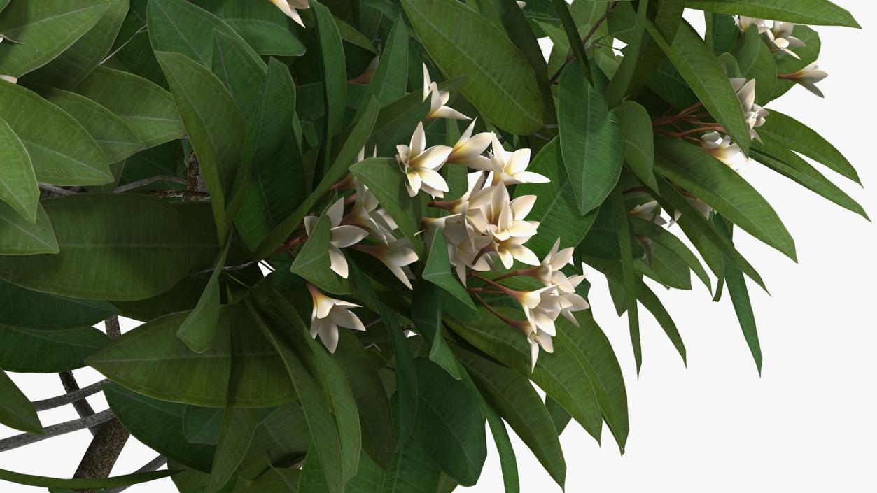 3D Plumeria Frangipani Tree White Flowers model