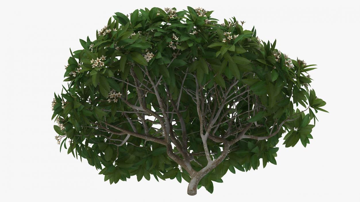 3D Plumeria Frangipani Tree White Flowers model