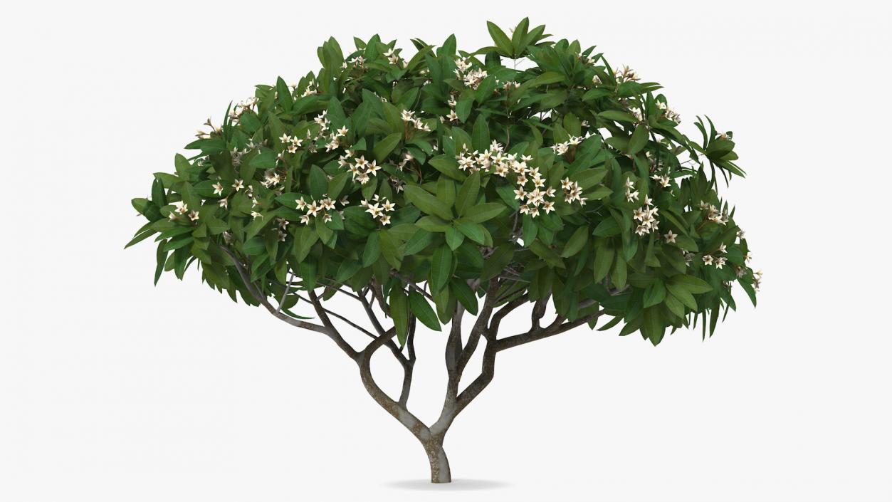 3D Plumeria Frangipani Tree White Flowers model