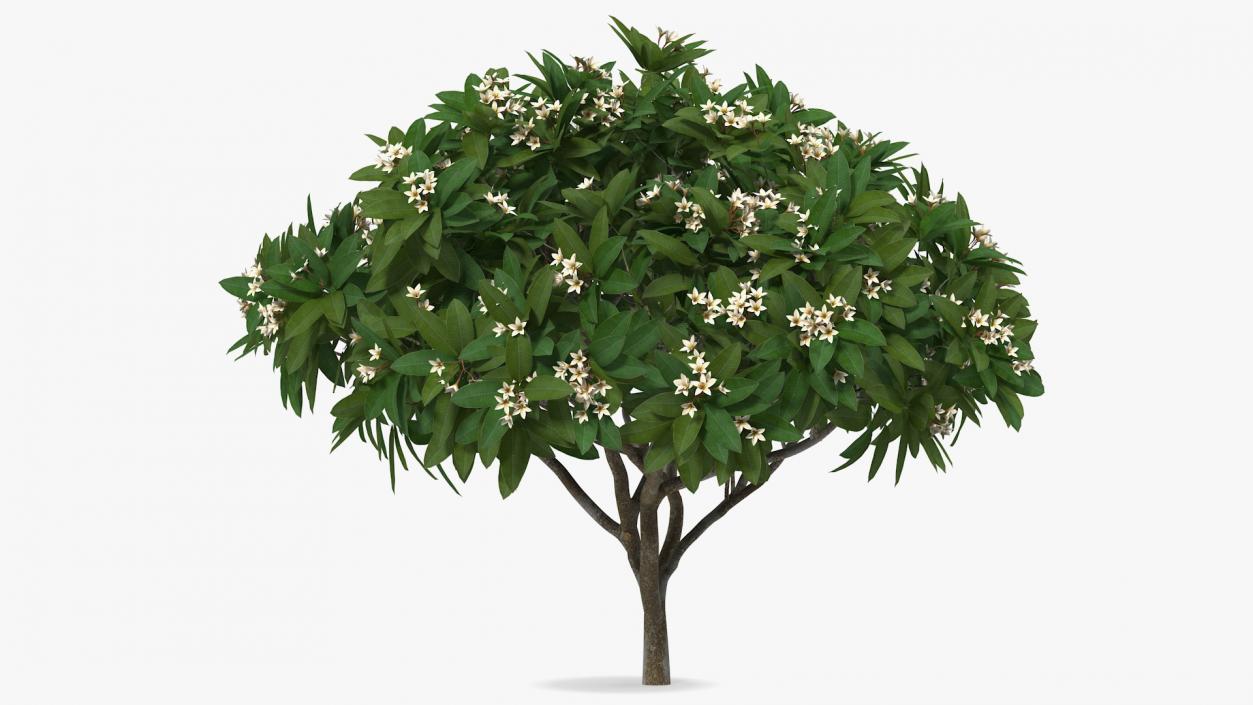 3D Plumeria Frangipani Tree White Flowers model