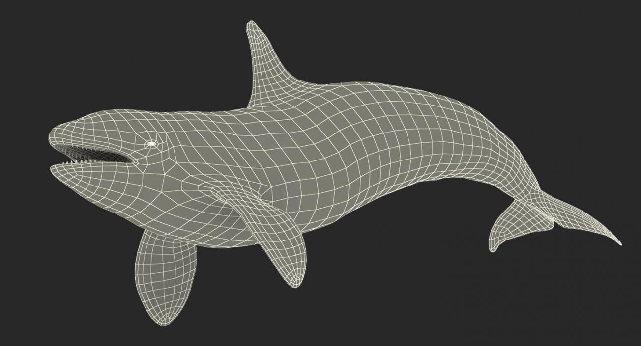 Killer Whale Rigged 3D model