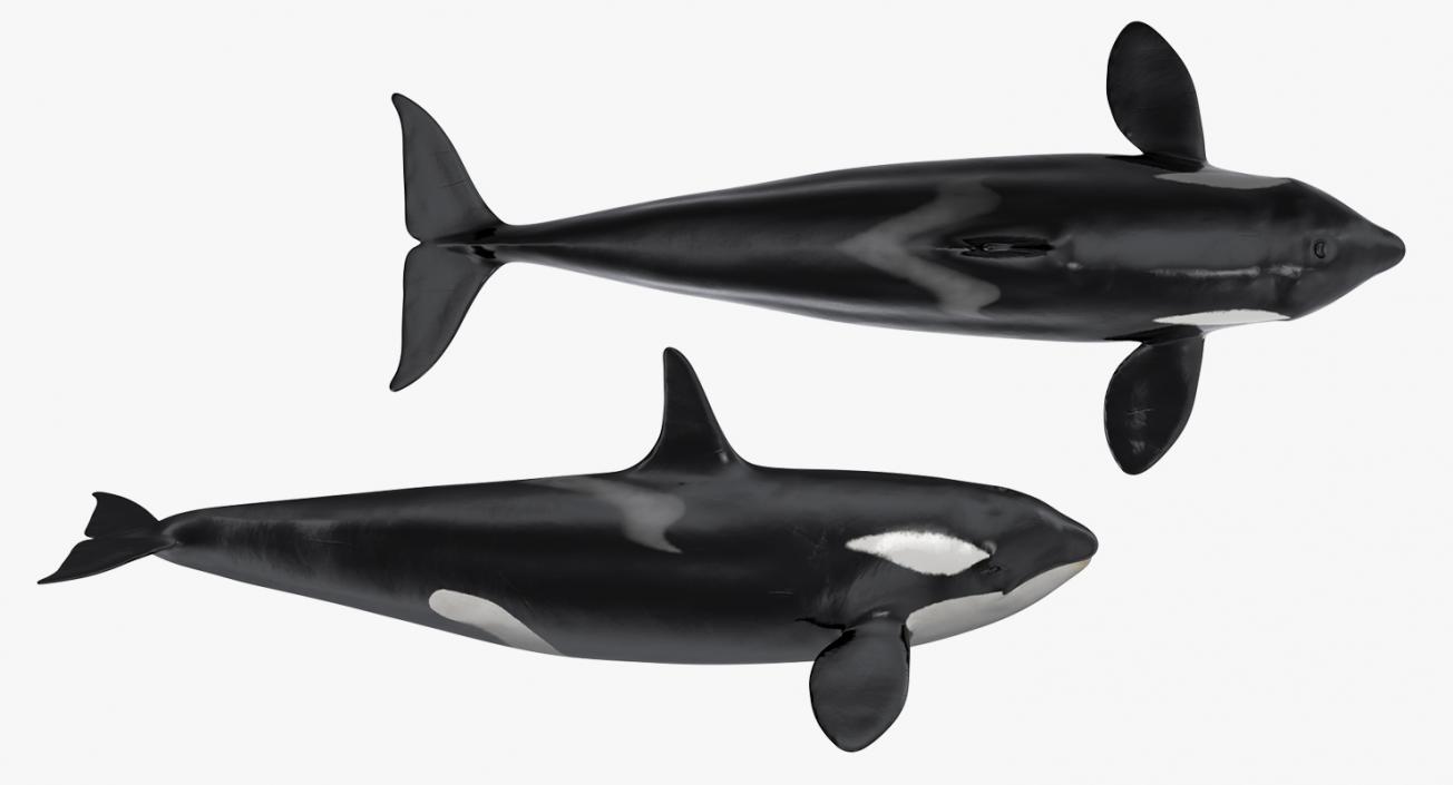 Killer Whale Rigged 3D model