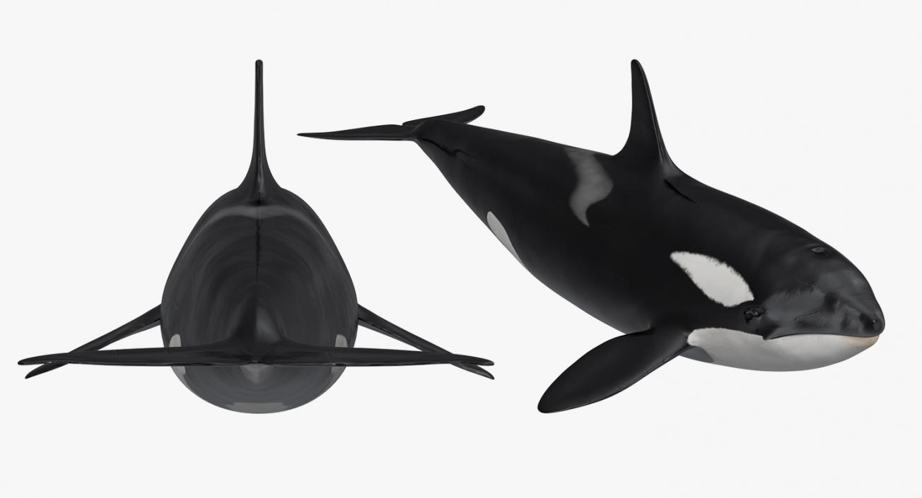 Killer Whale Rigged 3D model