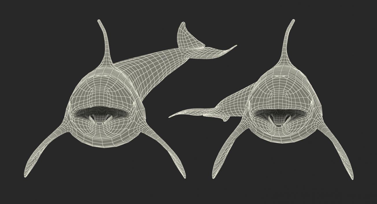 Killer Whale Rigged 3D model