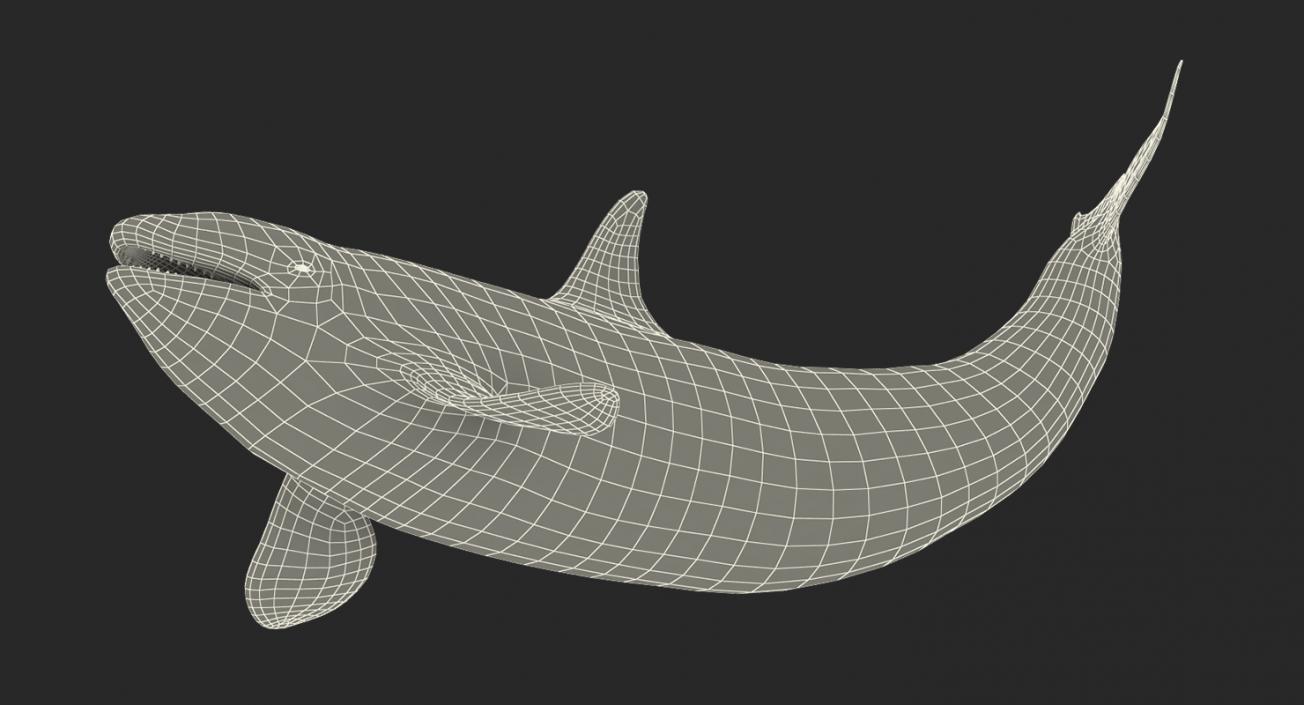 Killer Whale Rigged 3D model