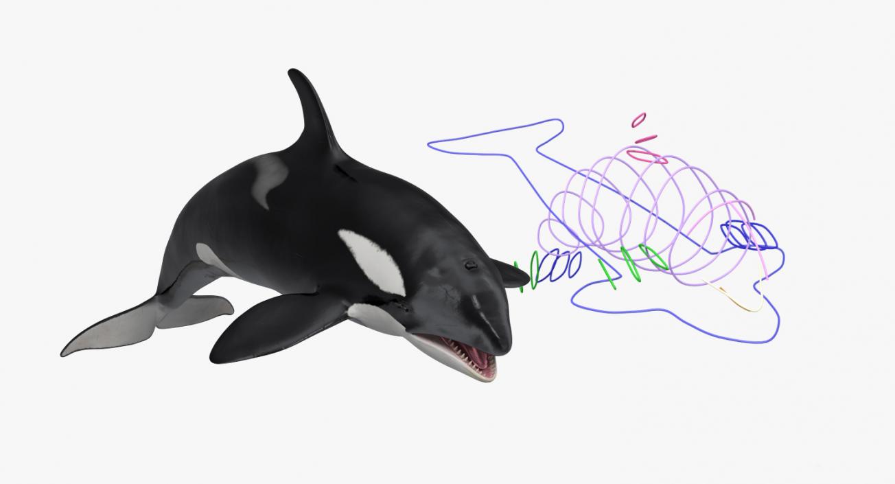 Killer Whale Rigged 3D model