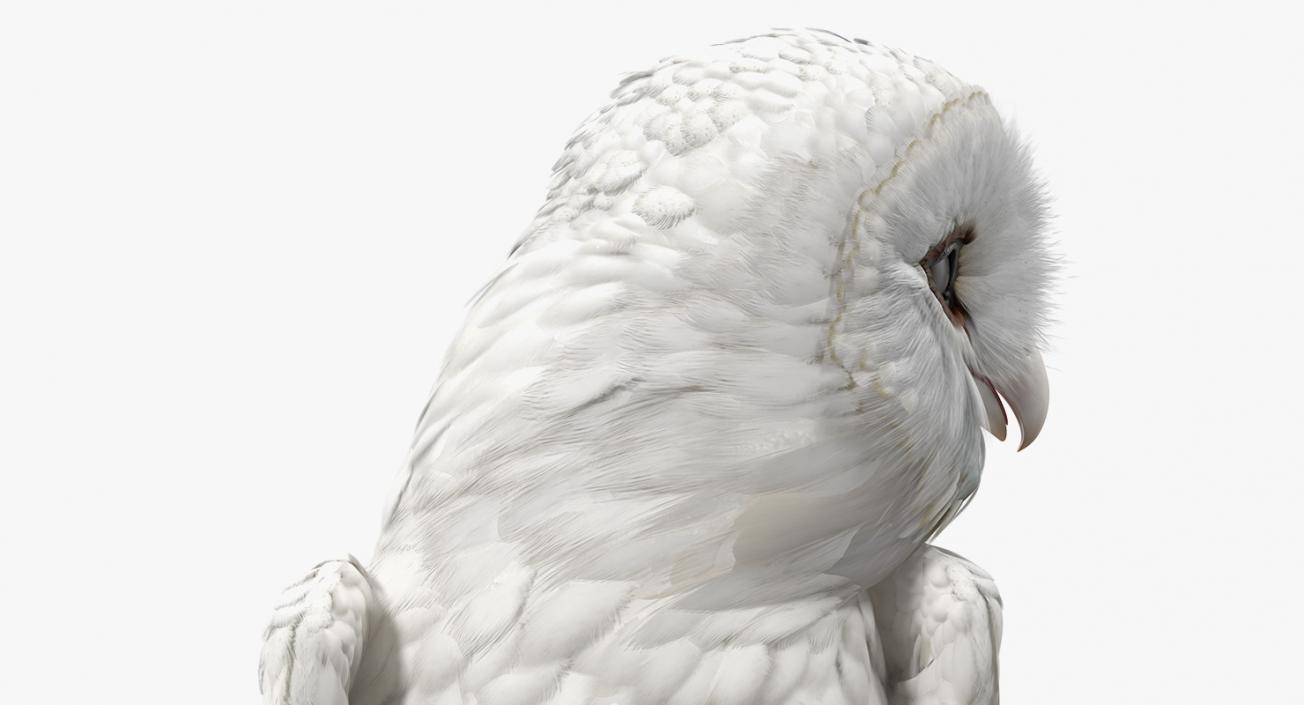 3D White Barn Owl Standing model