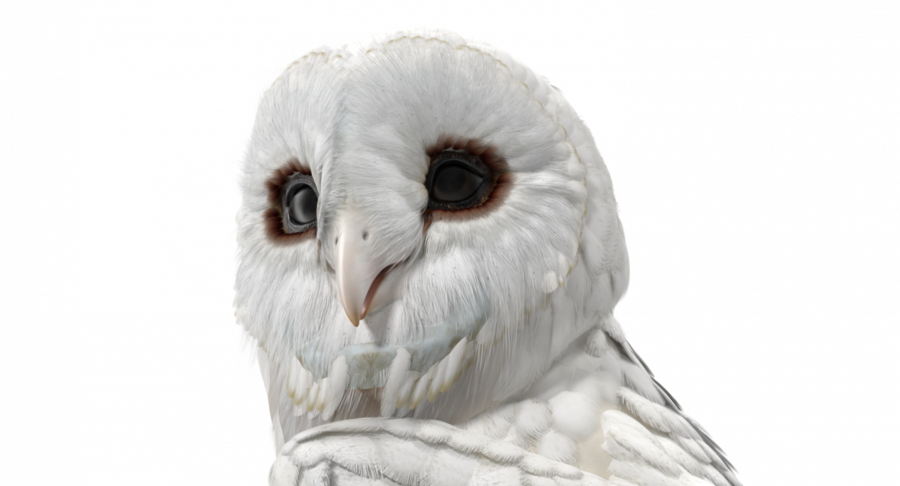 3D White Barn Owl Standing model