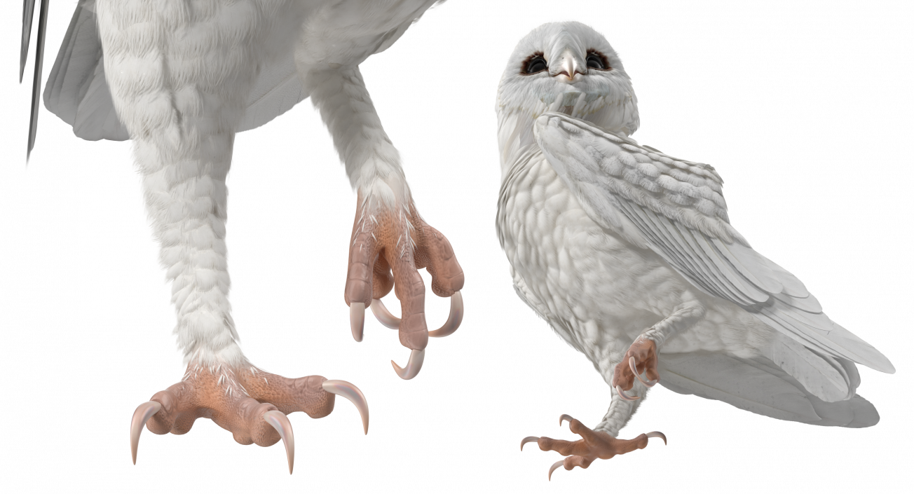 3D White Barn Owl Standing model