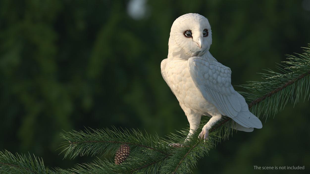 3D White Barn Owl Standing model