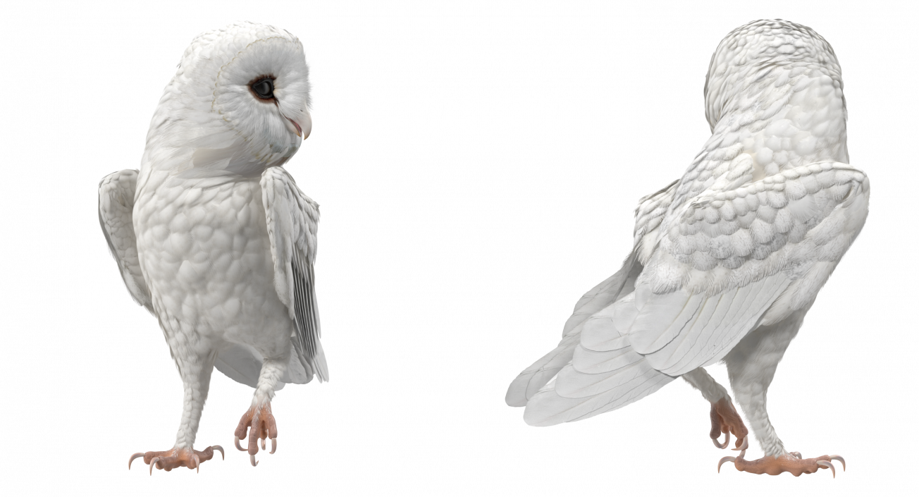 3D White Barn Owl Standing model