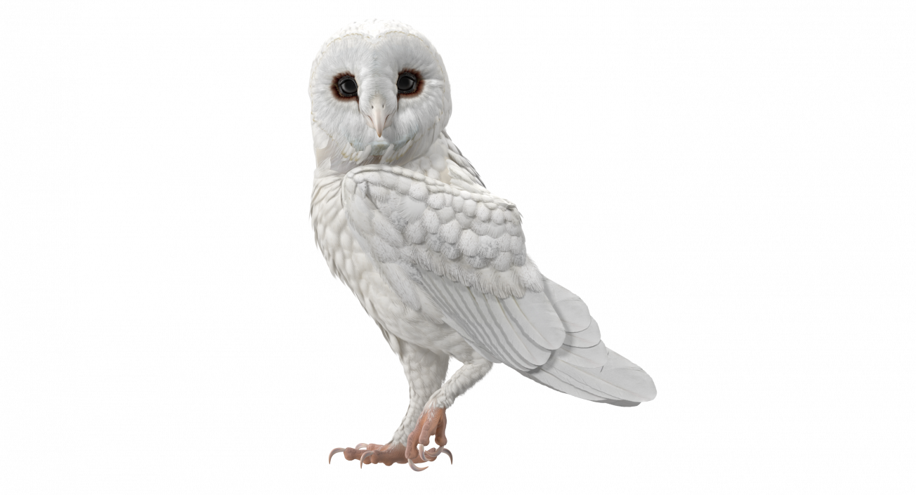 3D White Barn Owl Standing model