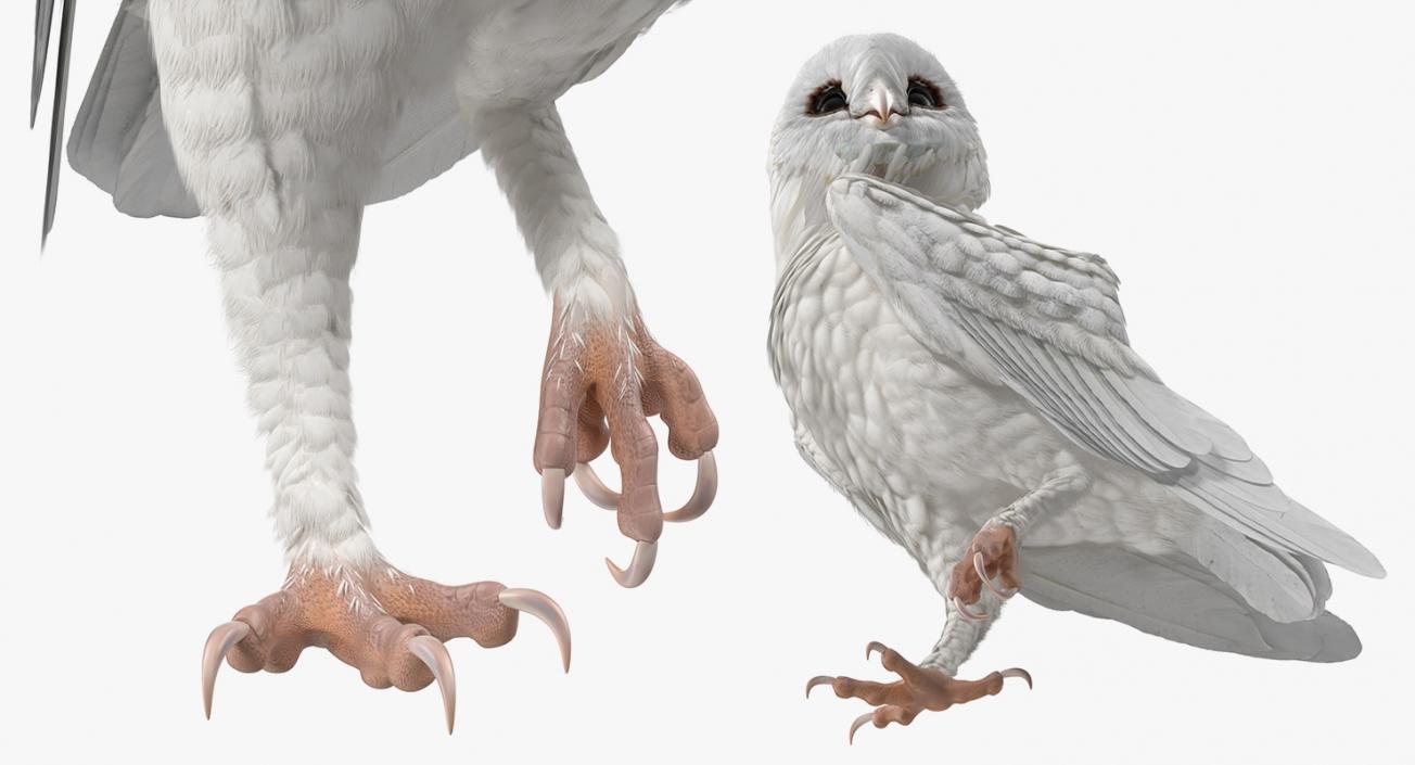 3D White Barn Owl Standing model