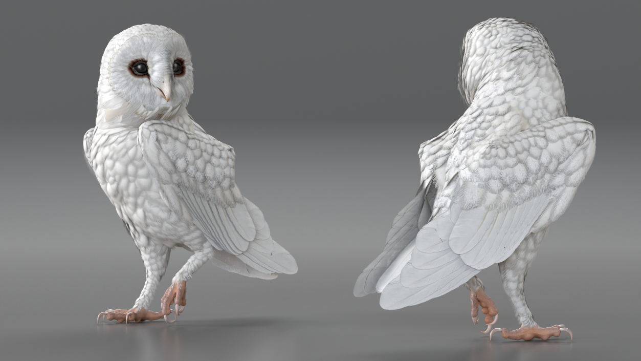 3D White Barn Owl Standing model