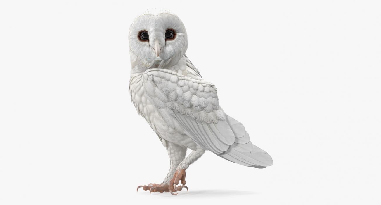 3D White Barn Owl Standing model