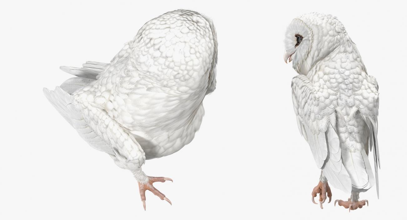 3D White Barn Owl Standing model