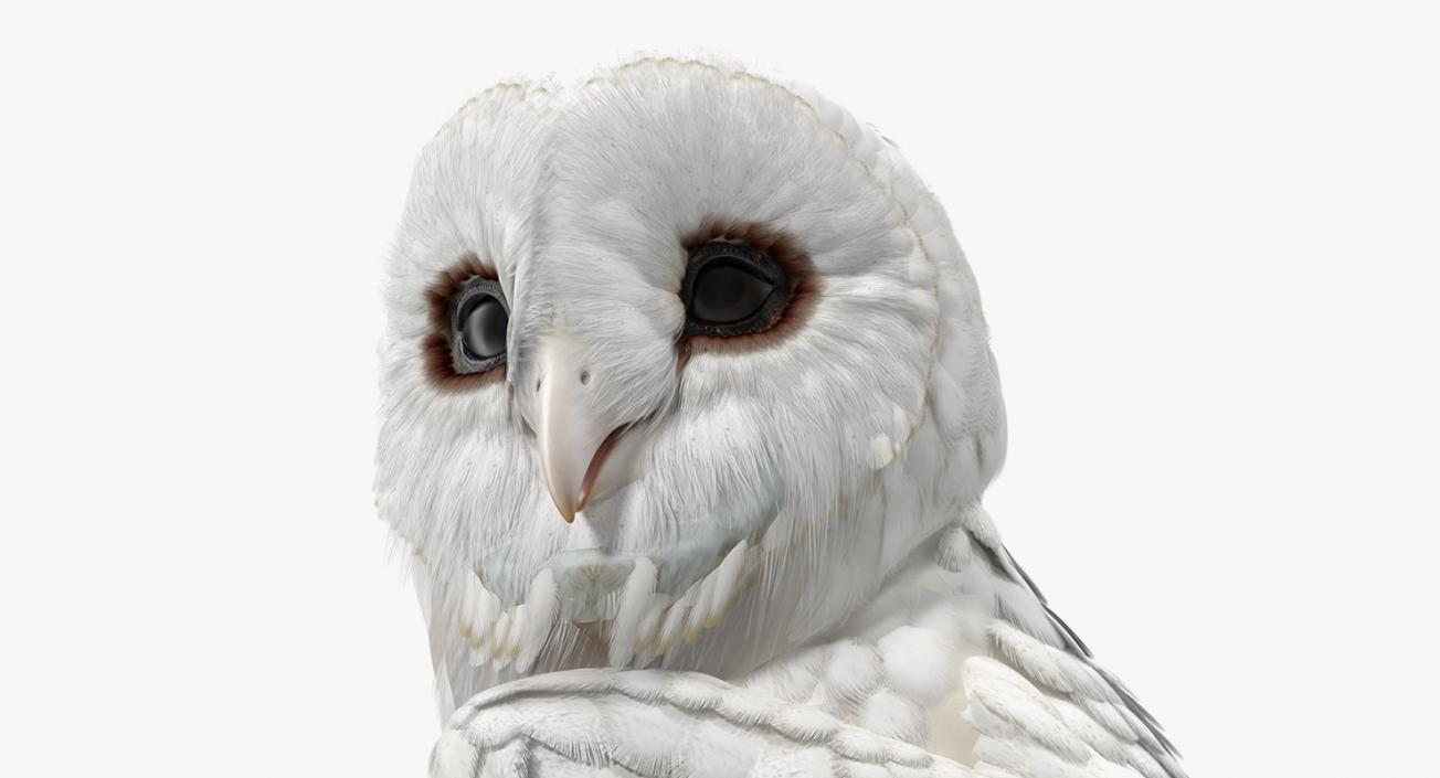 3D White Barn Owl Standing model