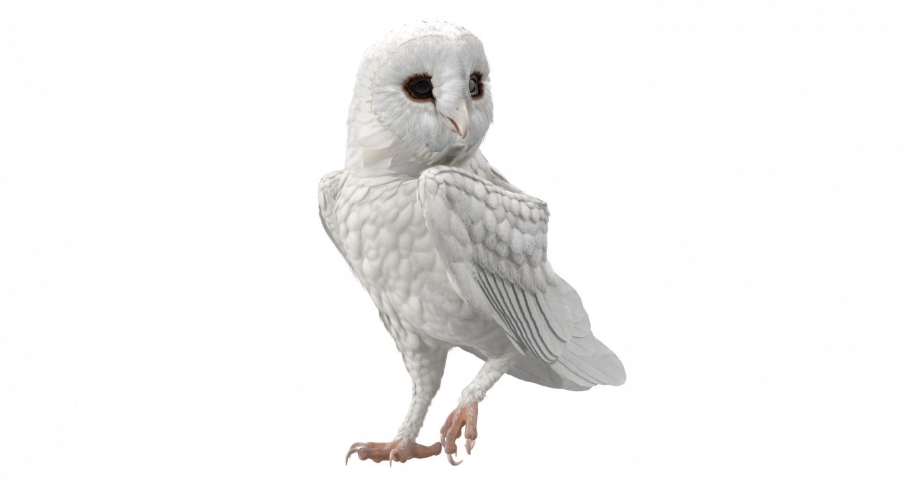 3D White Barn Owl Standing model