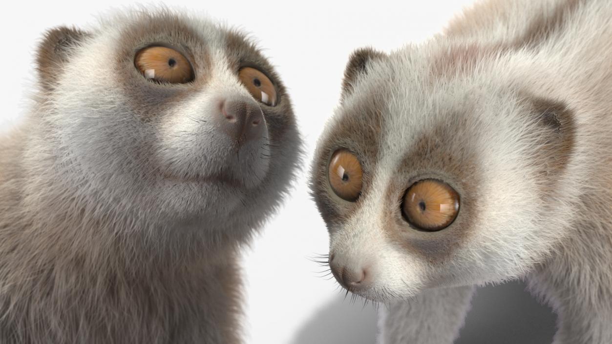 3D Lemur Javan Slow Loris Fur