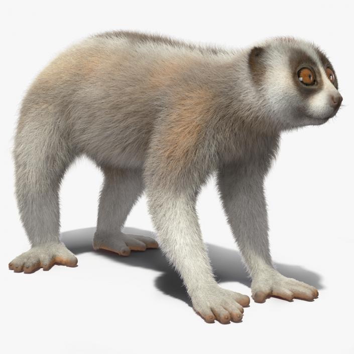 3D Lemur Javan Slow Loris Fur