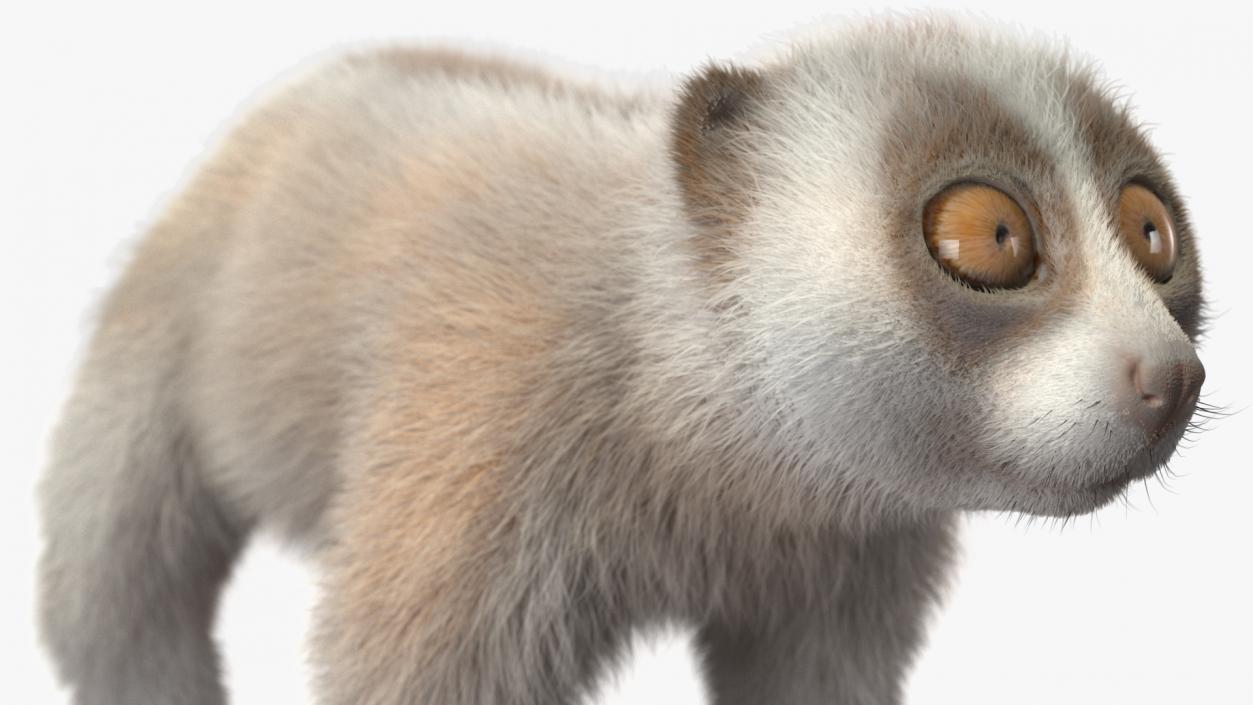 3D Lemur Javan Slow Loris Fur