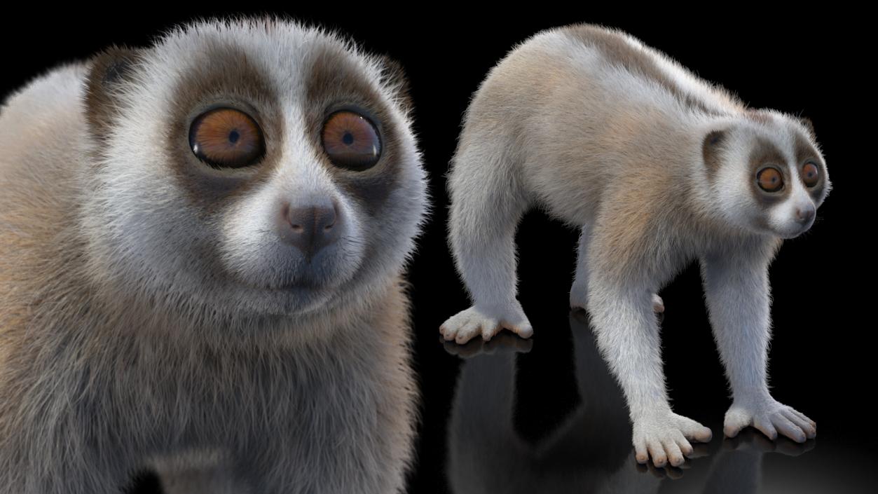 3D Lemur Javan Slow Loris Fur