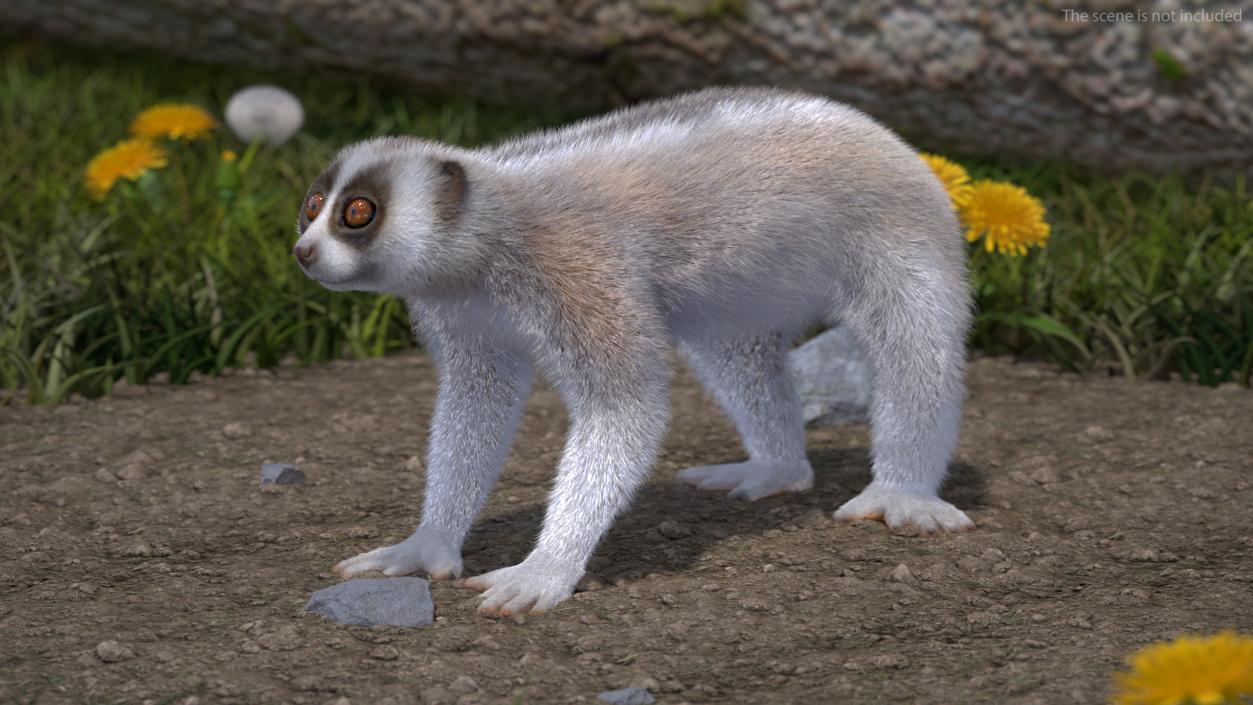 3D Lemur Javan Slow Loris Fur