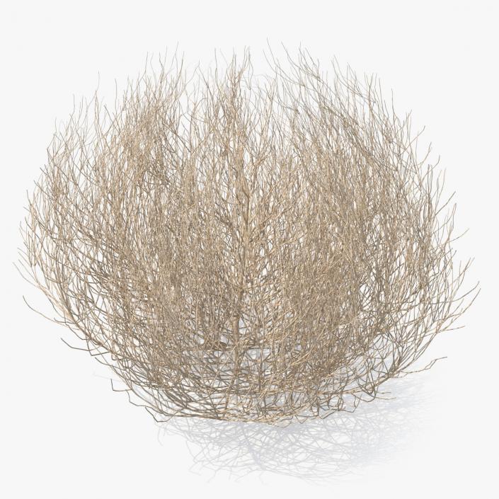 Desert Tumbleweed 3D