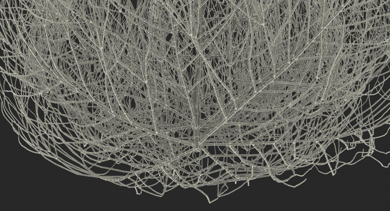 Desert Tumbleweed 3D