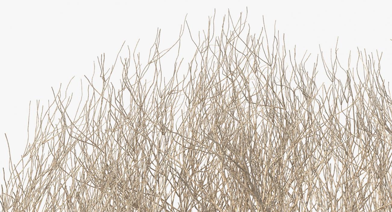 Desert Tumbleweed 3D