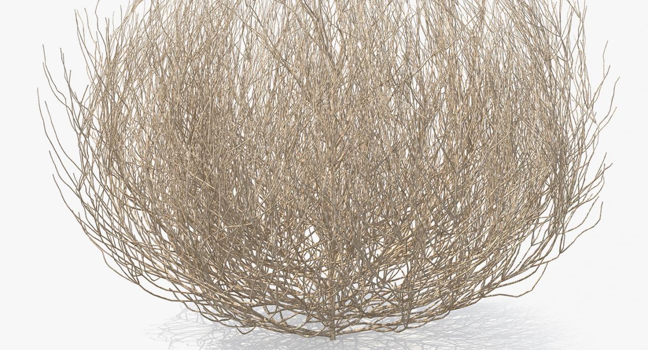 Desert Tumbleweed 3D