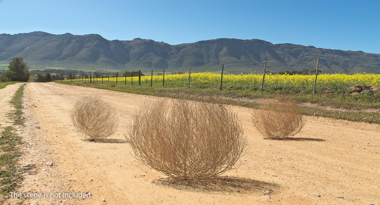 Desert Tumbleweed 3D