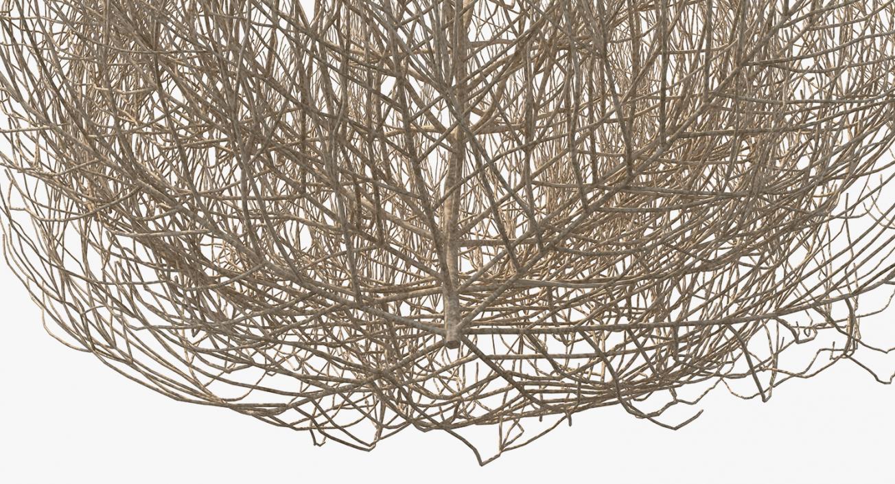 Desert Tumbleweed 3D