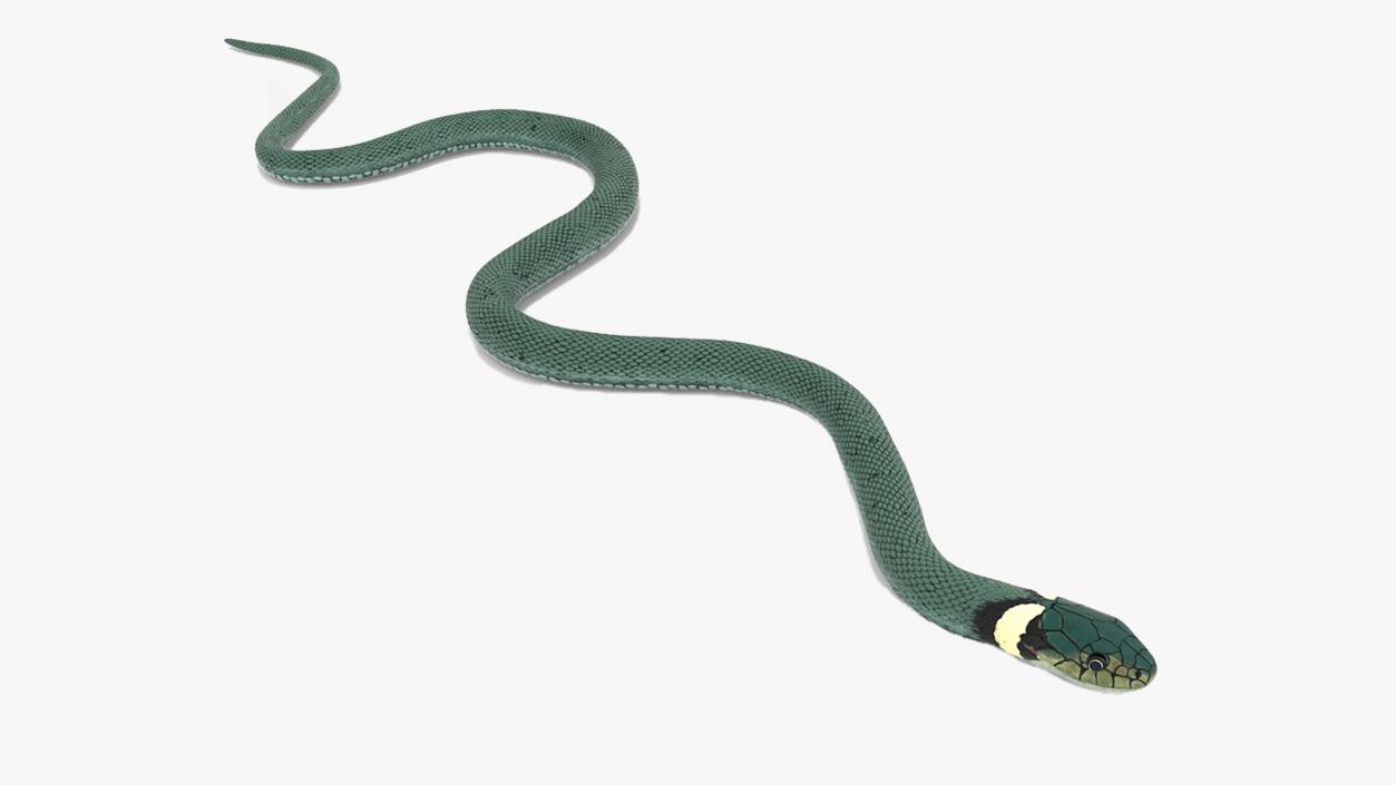 3D model Grass Snake Green Rigged for Cinema 4D 2