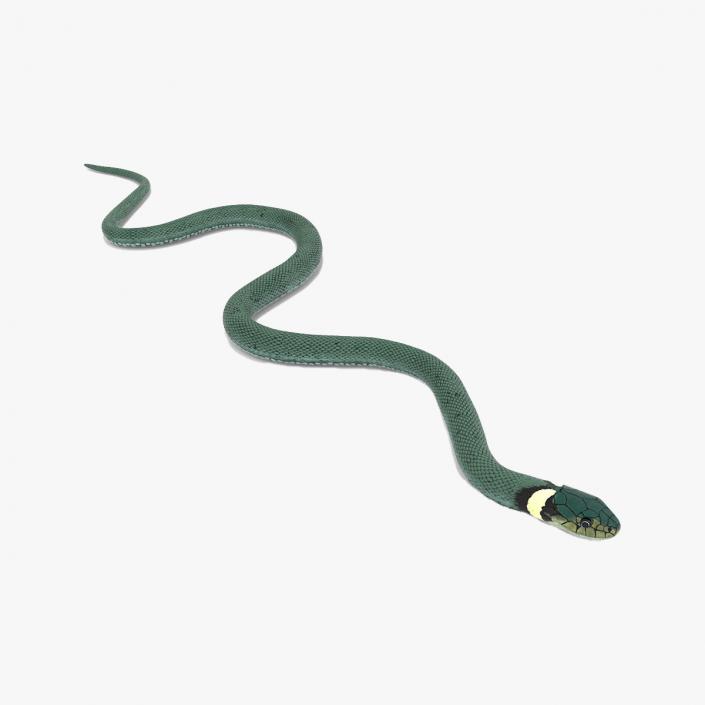 3D model Grass Snake Green Rigged for Cinema 4D 2