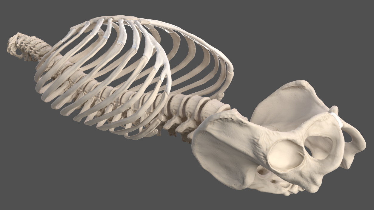 3D Male Torso Skeleton 2