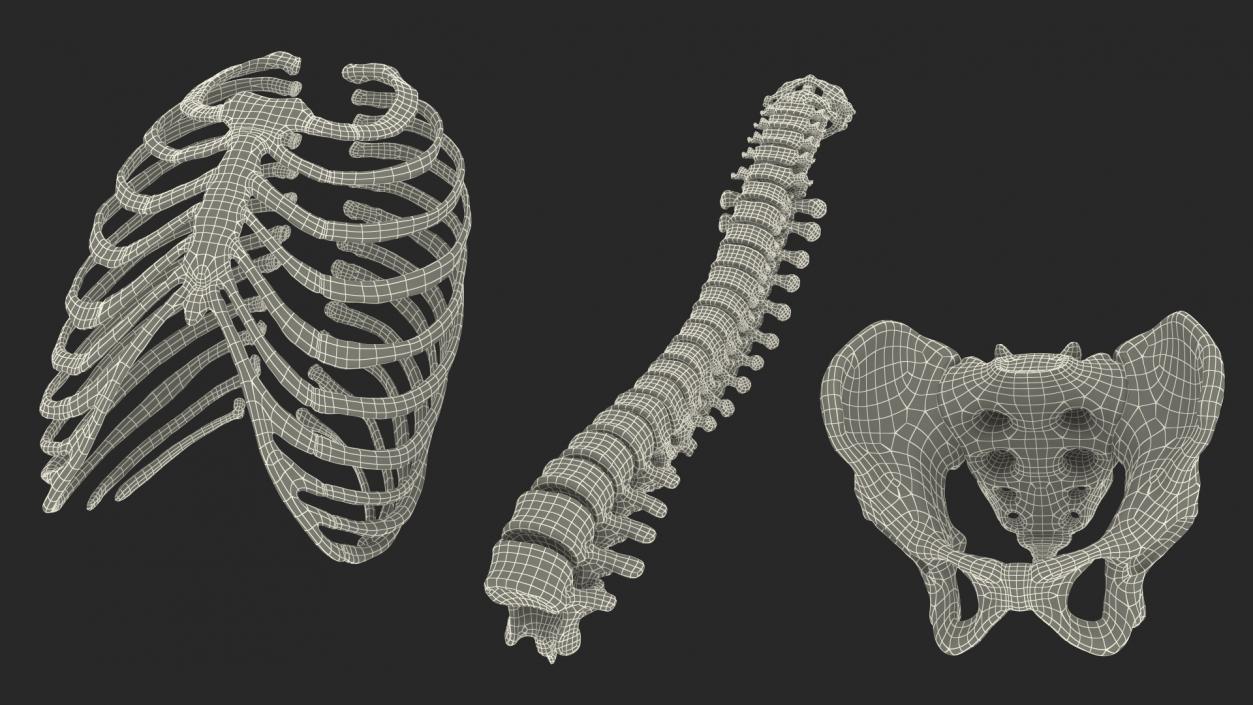 3D Male Torso Skeleton 2