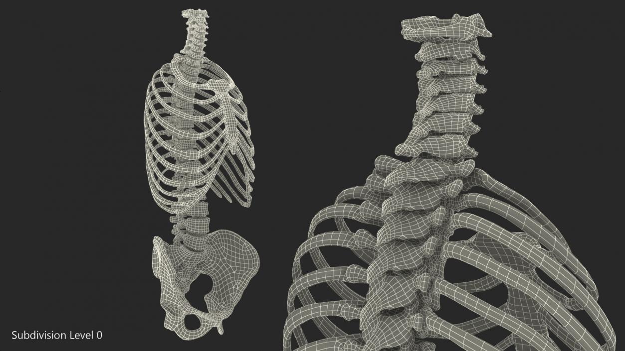 3D Male Torso Skeleton 2