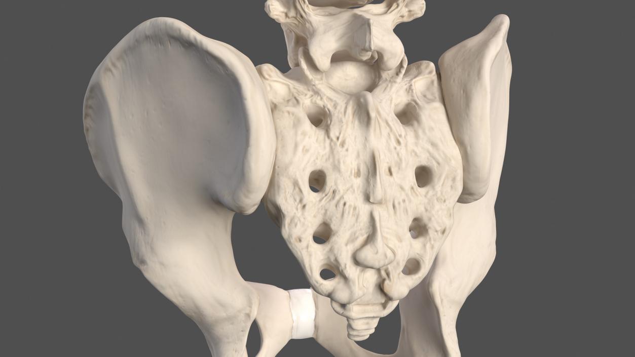 3D Male Torso Skeleton 2